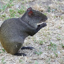 Black Agouti