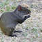 Black Agouti