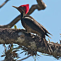 Carpintero lineato