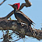 Carpintero lineato