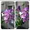Orchid