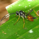 Ichneumonid wasp