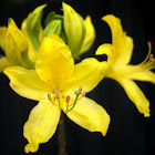 Azalea