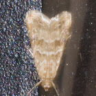 Old World Webworm Moth