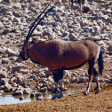Gemsbok