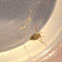 Water boatman