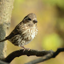 Purple Finch, Female
