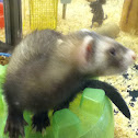 Ferret