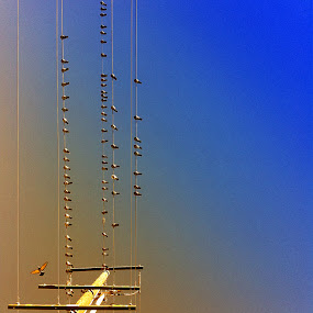 Resting by Edwin   S. Loyola - Mobile Photos iPhone