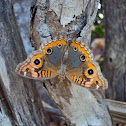 buckeye butterfly