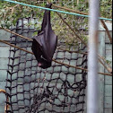 Fruit bat