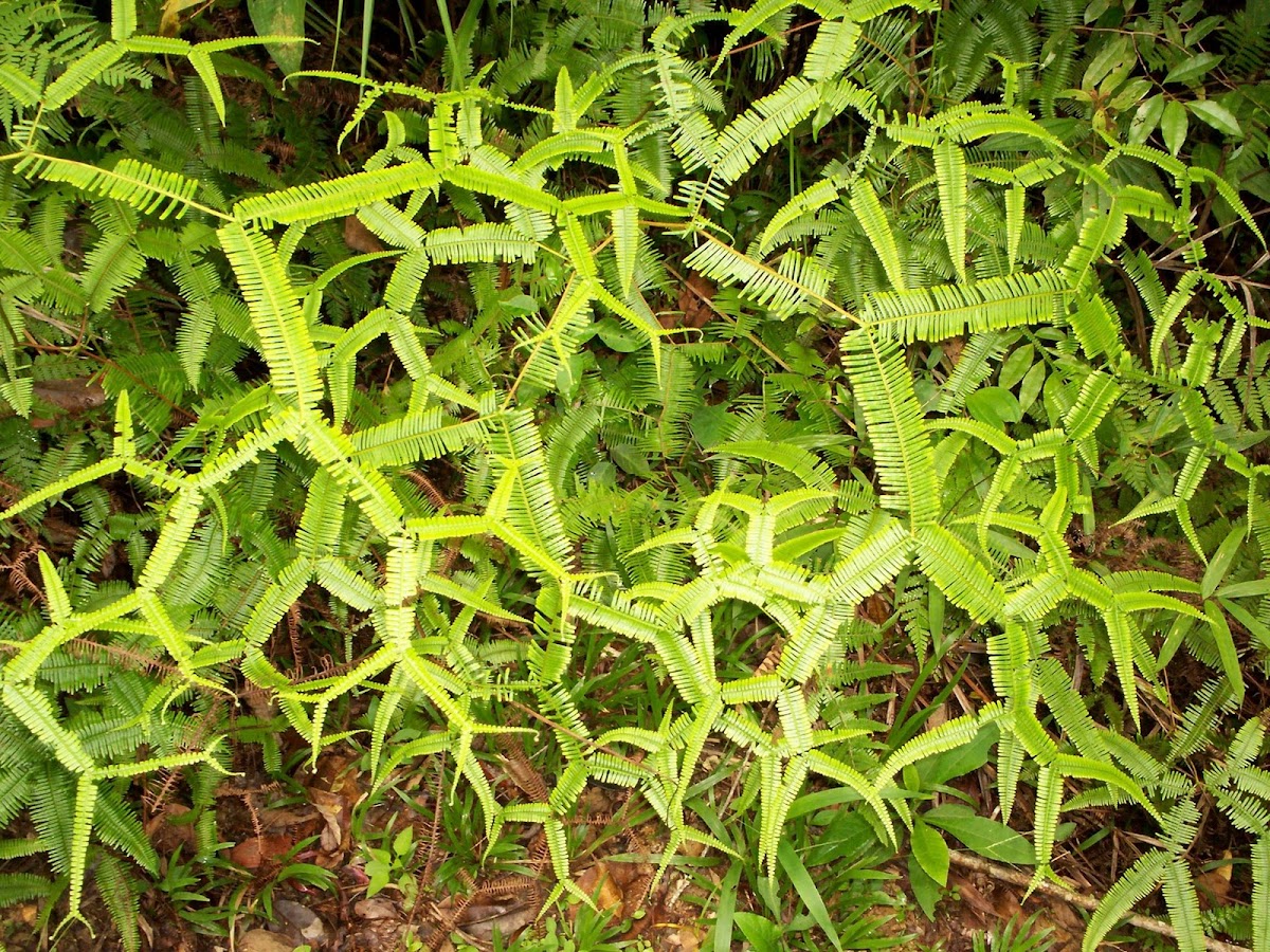 Forked Fern