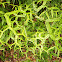 Forked Fern