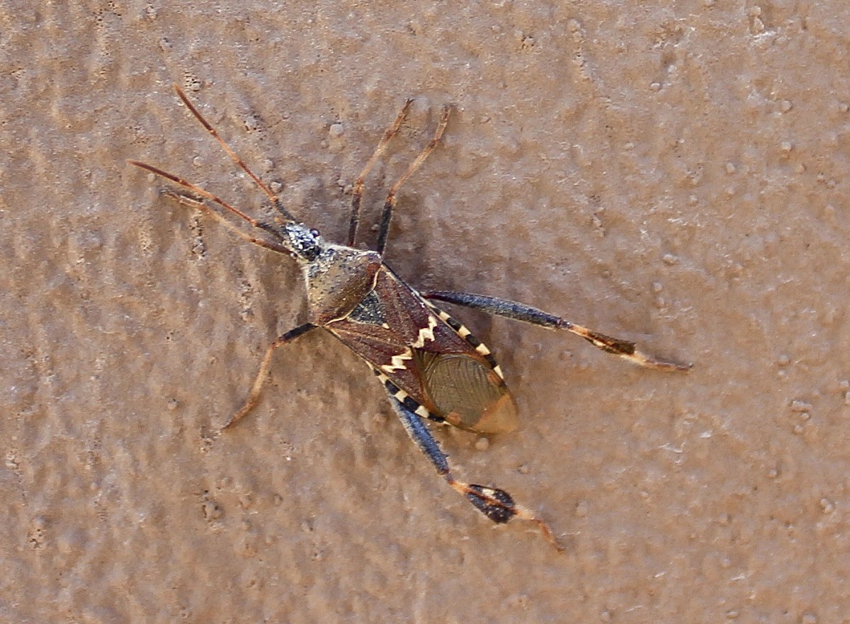Arizona Stink Bug