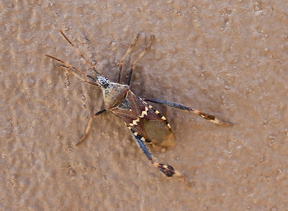 Spotting Image 1