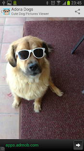 download Cute Dog Pictures - Adora Dogs free