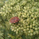 Graphosoma lineatum