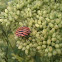 Graphosoma lineatum
