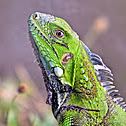 Iguana