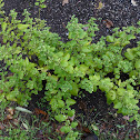 Lemon Balm