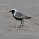 Black-bellied Plover