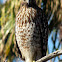 Red Shouldered Hawk (juvenile)