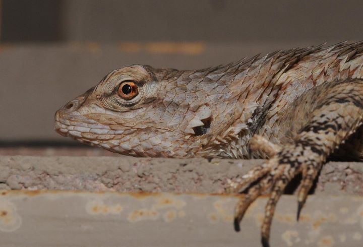 Clark's spiny lizard