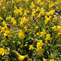 snap dragon group alpine version