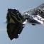 Yellow Bellied Slider