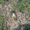Mussel