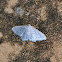 Moth
