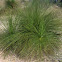 Grass Tree