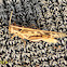 Migratory Bird Locust