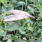 Fishfly