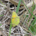 Clouded yellow