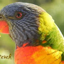 Rainbow Lorikeet