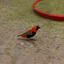 Southern red Bishop