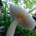 Russula