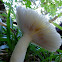 Russula