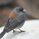 Dark-eyed Junco
