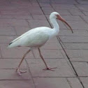 Ibis