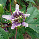 Passion Flower