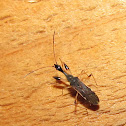 Long-necked Seed Bug