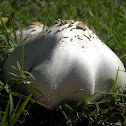 Green-Spored Parasol