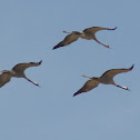 Common Crane