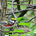 Chestnut-sided Warbler