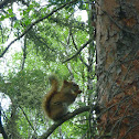 Red Squirrel