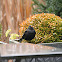 Common Blackbird