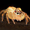 Jumping Spider