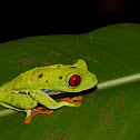 Red-eyed leaf frog